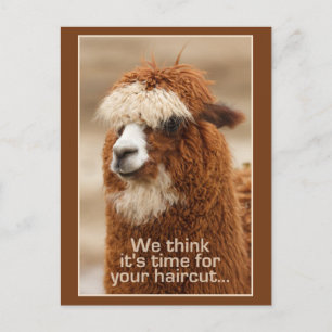 Carte postale Alpaca