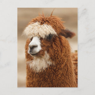 Carte postale Alpaca
