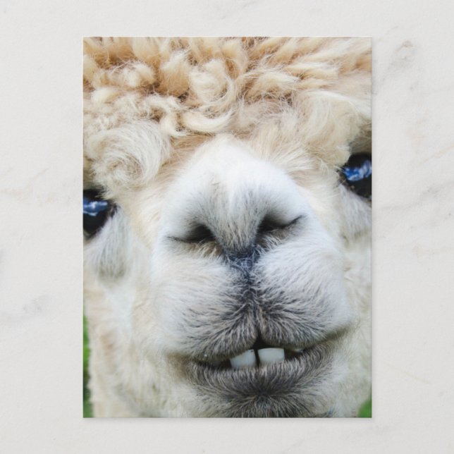 CARTE POSTALE ALPACA (Devant)