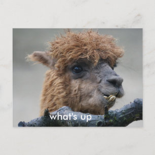 Carte Postale Alpaca