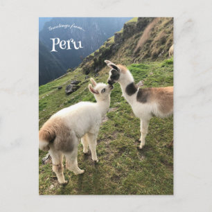 Carte Postale Alpaca au Pérou
