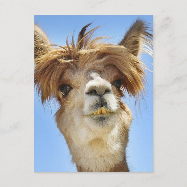 Carte Postale Alpaca avec la tête folle (Devant)