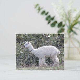 Carte postale - Alpaca blanc
