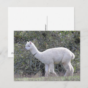Carte postale - Alpaca blanc