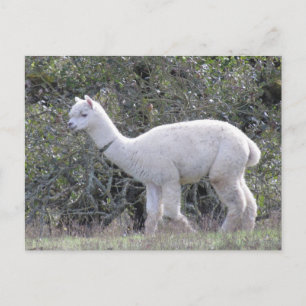 Carte postale - Alpaca blanc