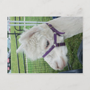 Carte Postale Alpaca blanc, 1