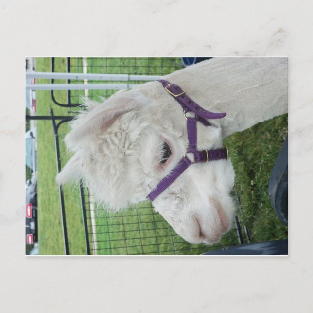 Carte Postale Alpaca blanc, 1 (Devant)