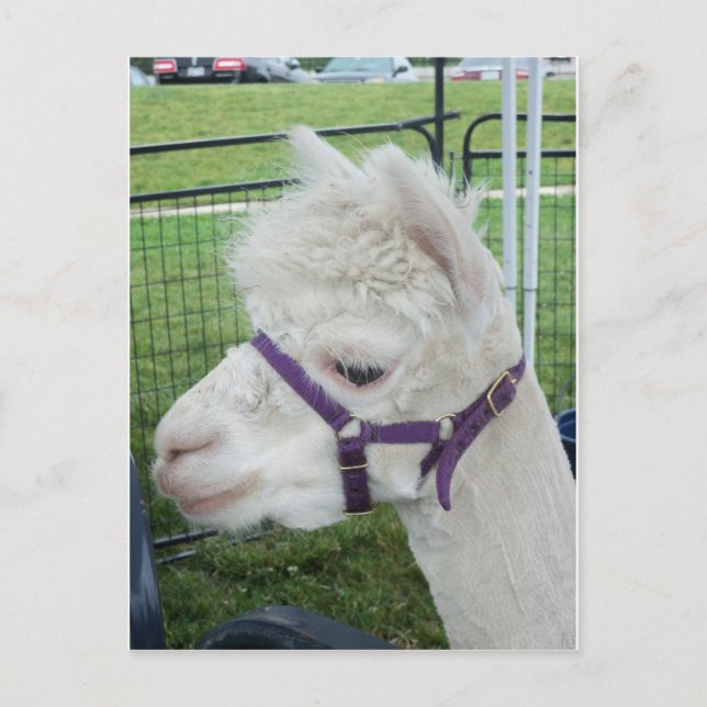 Carte Postale Alpaca blanc, 1 (Devant)