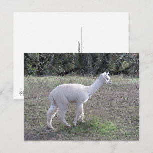 Carte postale - Alpaca blanc à la lumière du solei