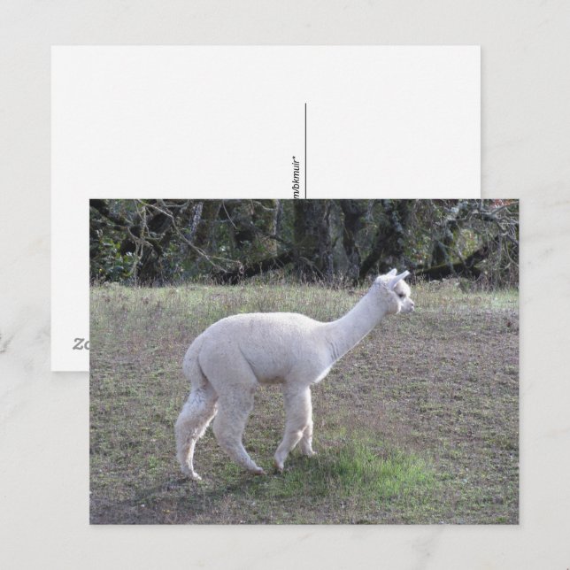 Carte postale - Alpaca blanc à la lumière du solei (Devant / Derrière)