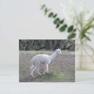Carte postale - Alpaca blanc à soleil