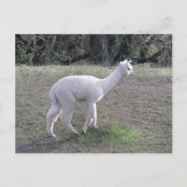 Carte postale - Alpaca blanc à soleil (Devant)