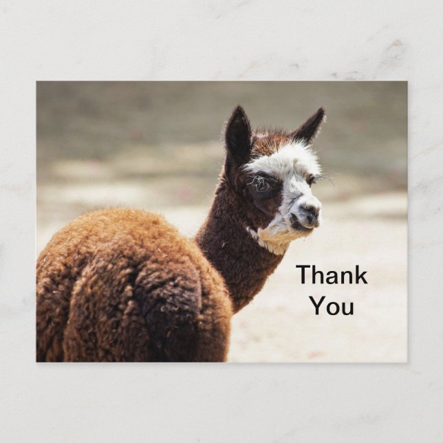 Carte Postale Alpaca Brun et Blanc Photo Animal Merci (Devant)