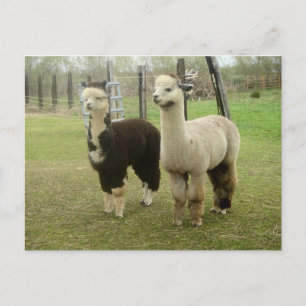 Carte Postale Alpaca Duo