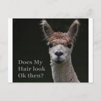 Carte Postale Alpaca funny hairstyle