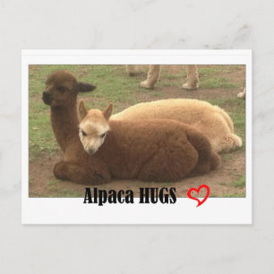 Carte postale Alpaca Hugs