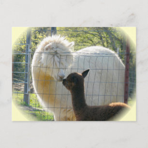 Carte postale Alpaca Kisses