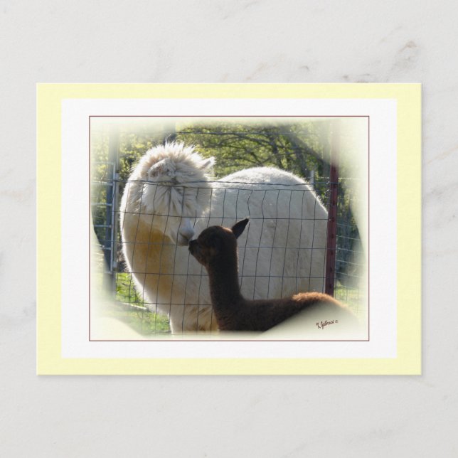Carte postale Alpaca Kisses (Devant)