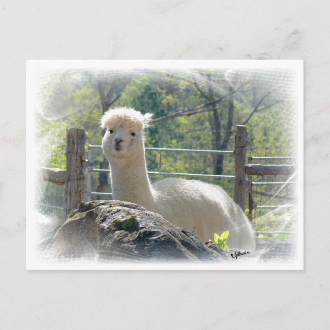 Carte postale Alpaca Lace (Devant)