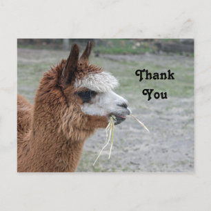 Carte Postale Alpaca Manger Hay Animal Photo Merci