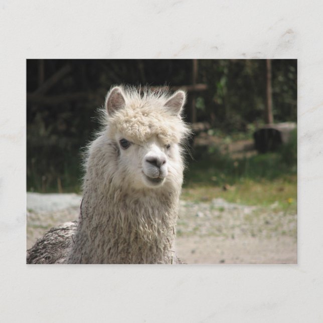 Carte Postale Alpaca, Parque Llaviucu, Equateur (Devant)