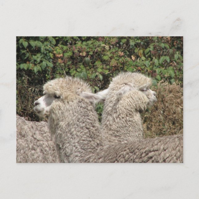 Carte Postale Alpaca, Parque Llaviucu, Equateur (Devant)