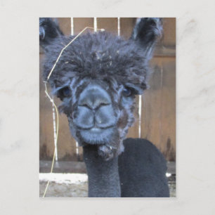 Carte Postale Alpaca rasé triste