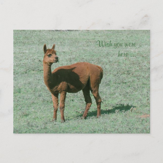 Carte postale - Alpaca - Souhaitez-vous être ici (Devant)