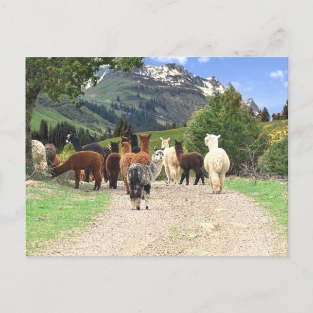 Carte postale Alpaca Trail (Devant)
