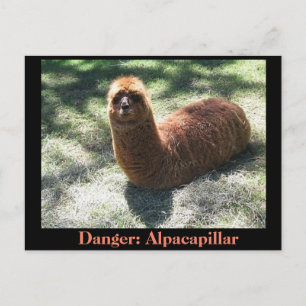 Carte Postale Alpacapillar
