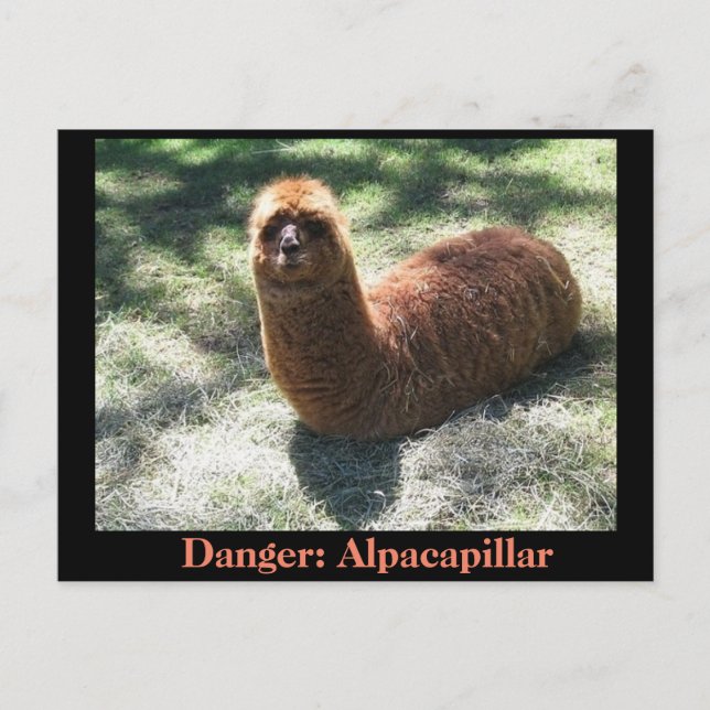 Carte Postale Alpacapillar (Devant)