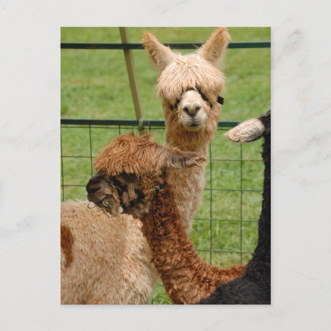 Carte Postale Alpacas (Devant)