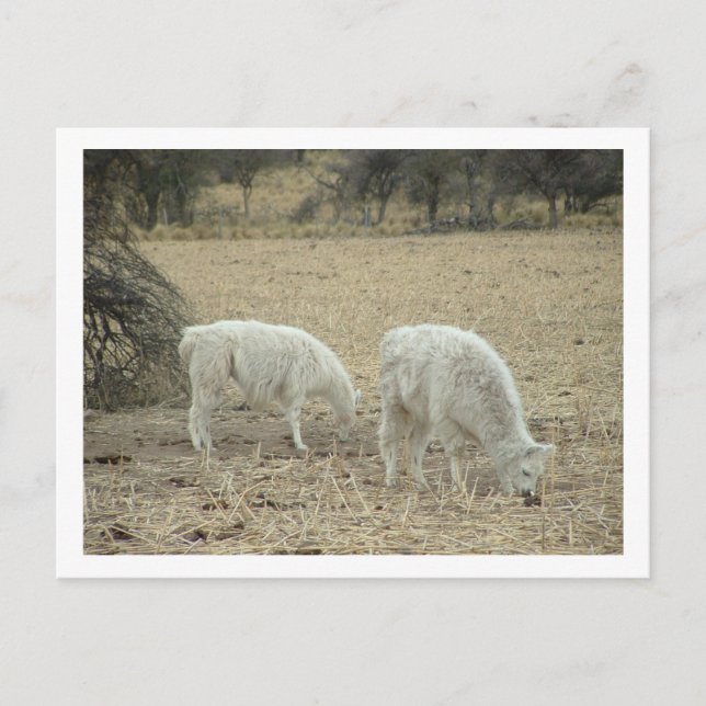 Carte Postale alpacas (Devant)