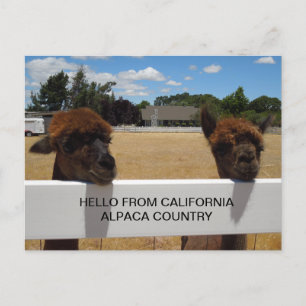 Carte Postale Alpacas à Templeton, Californie
