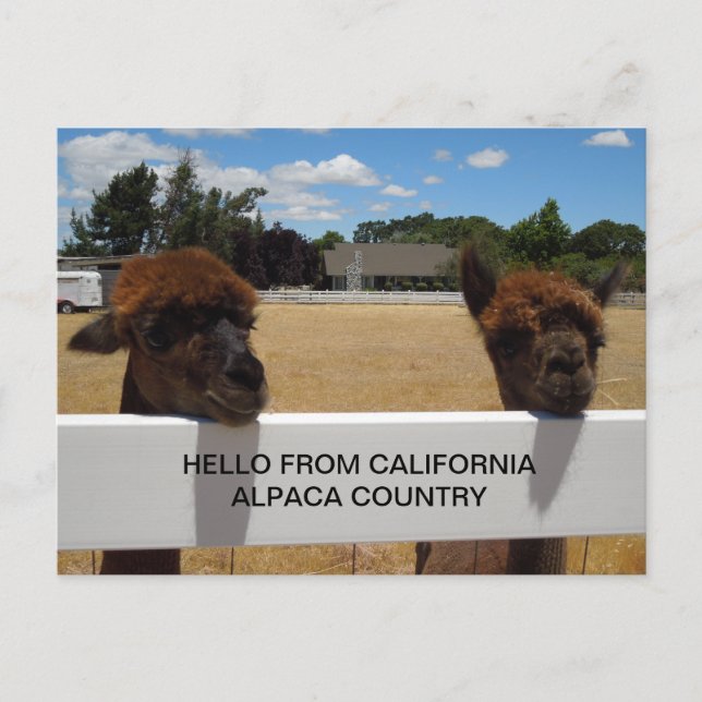 Carte Postale Alpacas à Templeton, Californie (Devant)
