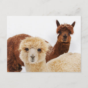 Carte Postale Alpacas dans la photo de neige