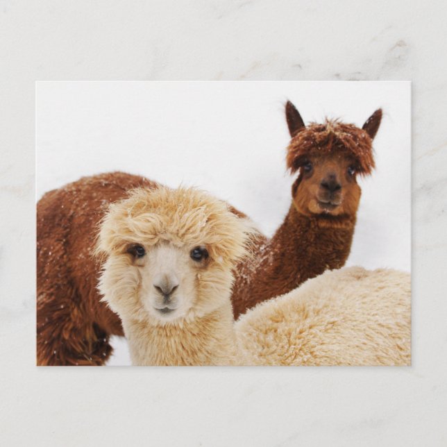 Carte Postale Alpacas dans la photo de neige (Devant)