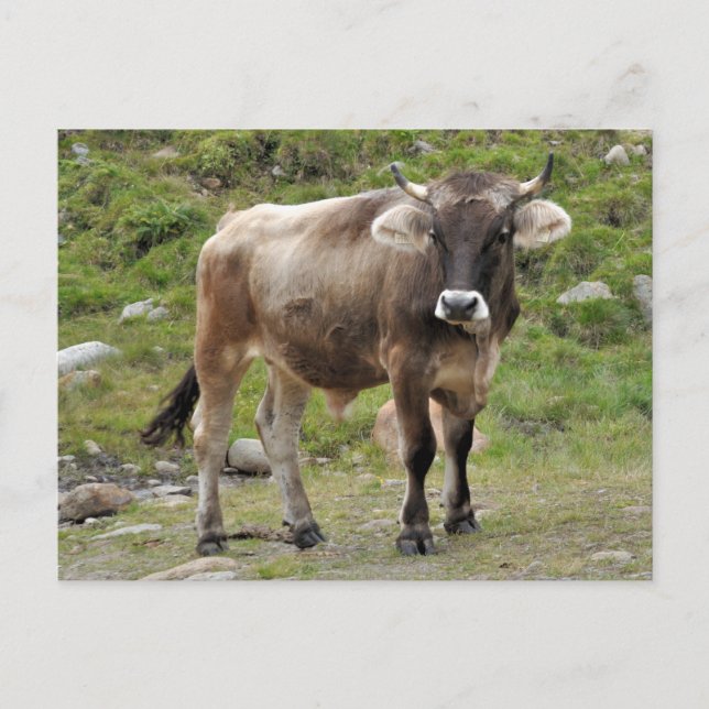 Carte postale alpine de taureau (Devant)