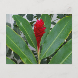Carte Postale Alpinia Purpurata, Mexique