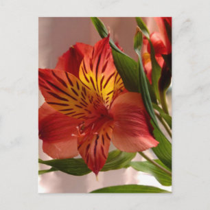 Carte Postale Alstroemeria Automne