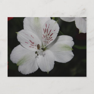 Carte postale Alstroemeria blanche