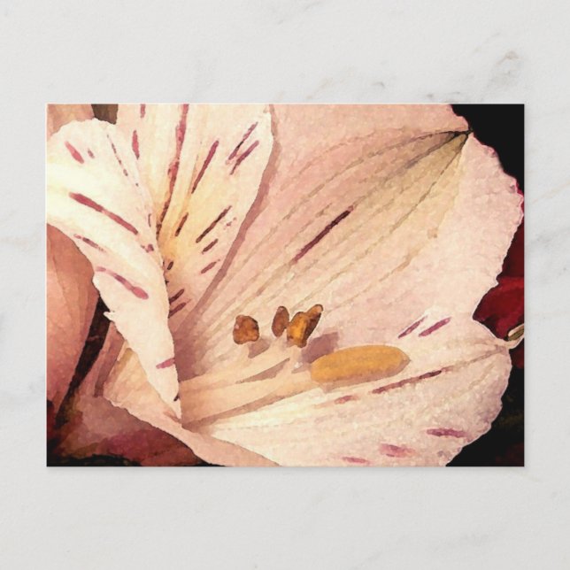 Carte Postale Alstroemeria en fleurs (Devant)