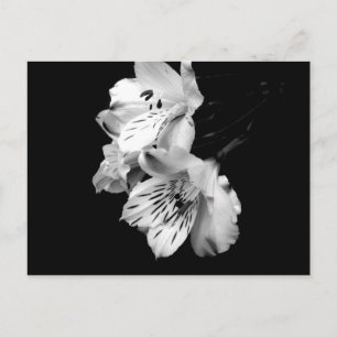 Carte postale Alstroemeria noir et blanc
