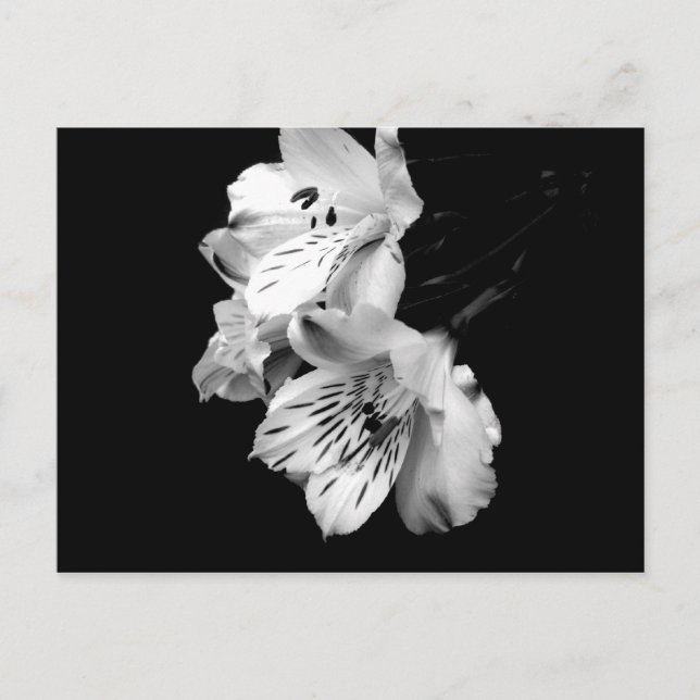Carte postale Alstroemeria noir et blanc (Devant)