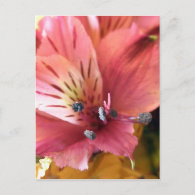 Carte Postale Alstroemeria rose Lys Fleurs Photo (Devant)