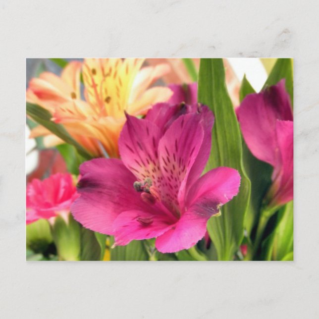Carte Postale Alstroemeria violette Lys Fleurs Photo (Devant)