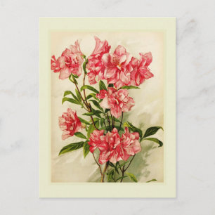 Carte Postale Alstromeria