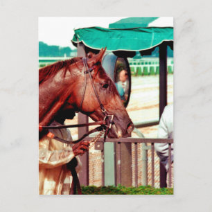 Carte Postale Alydar Thoroughbred 1979