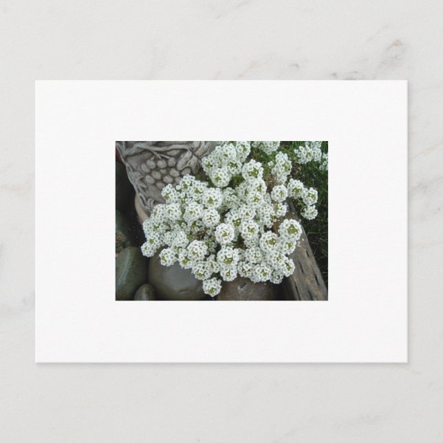 Carte Postale Alyssum doux (Devant)