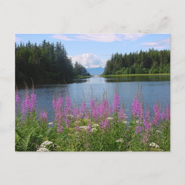 Carte Postale Amalga - vues sur les mauvaises herbes (Devant)